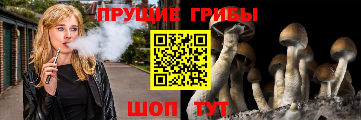 Жуковский  купить  цена  Псилоцибиновые грибы Psilocybe  Вход с VPN  Псилоцибиновые грибы Cubensis 